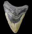 Bargain, Fossil Megalodon Tooth - North Carolina #80083-1